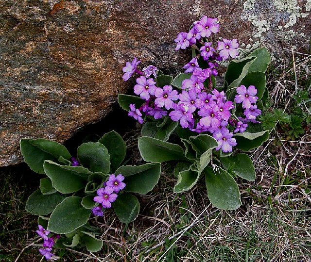 Primula latifolia